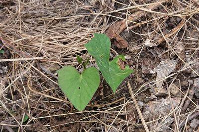 植え付け1週間後