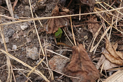 植え付け1週間後