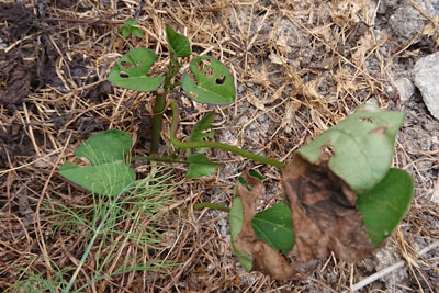 ツルをカットした苗