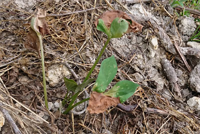 植え付け1週間後