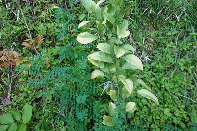 柑橘脇の育ったヘアリーベッチ