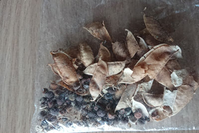 自家採種ヘアリーベッチの種