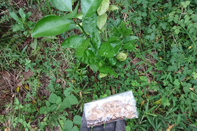 ヘアリーベッチ柑橘の根元