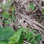 ヘアリーベッチの発芽