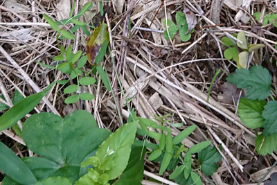 ヘアリーベッチの発芽