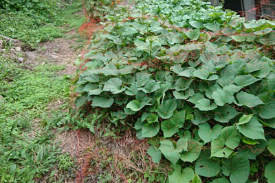 鳥よけネットをかけたサツマイモ