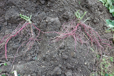 サツマイモのゴボウ根