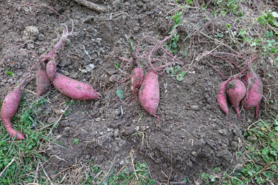 収穫したサツマイモ