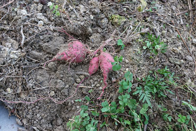 収穫したサツマイモ