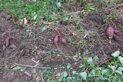 収穫したサツマイモ