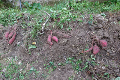 収穫したサツマイモ