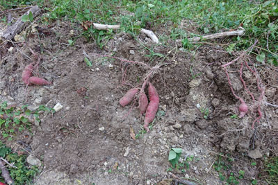 収穫したサツマイモ