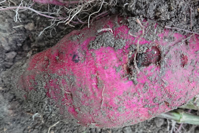 コガネムシの虫食いサツマイモ