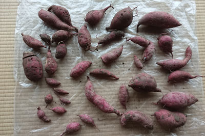 収穫したサツマイモ