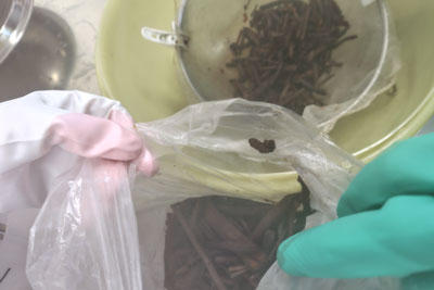 煮終わった根っこ