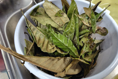 染料の枇杷の葉