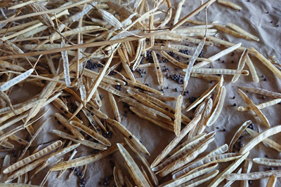 菜の花の自家採種