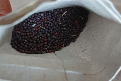 自家採種した菜の花の種