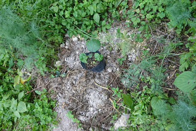 茄子のポット苗