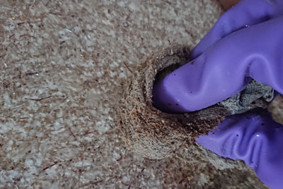 聚楽壁剥がし雑巾