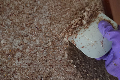 聚楽壁剥がしスケッパー