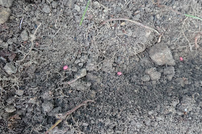 ダイコン種まき