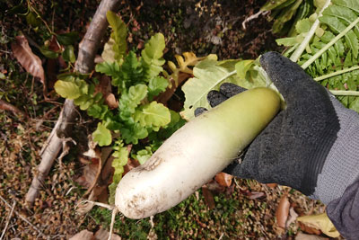 ゴーヤ後作で収穫したダイコン