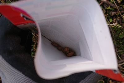 タネ袋の中のゴーヤの種