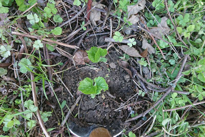 ゴーヤの発芽の移動