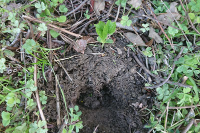 移植元のゴーヤ