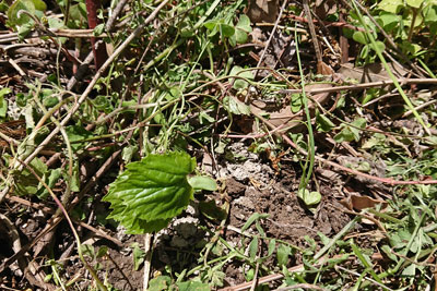 ゴーヤ脇にネギ植え付け