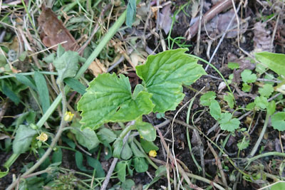植え替え後のゴーヤ
