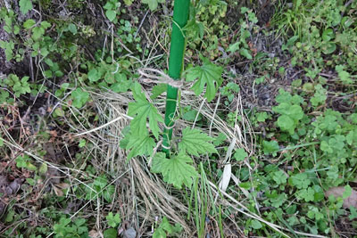 ゴーヤの茎と支柱
