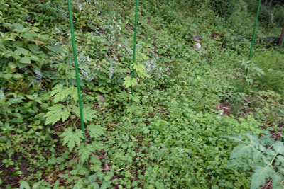 6月下旬のゴーヤ株