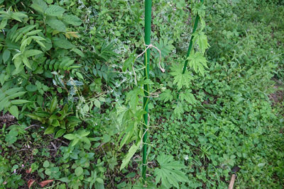 ゴーヤの垂直仕立て