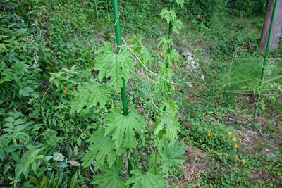 7月上旬のゴーヤ