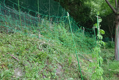 ゴーヤネット張り