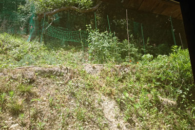 ゴーヤネット遠景