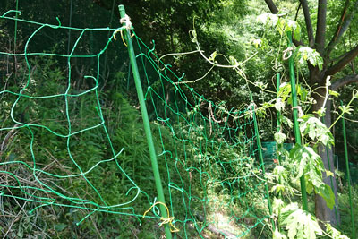 7月中旬のゴーヤ