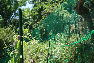 7月中旬のゴーヤ