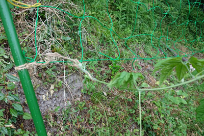 ゴーヤネット誘引