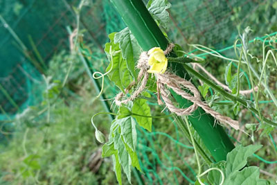 ミニミニゴーヤ