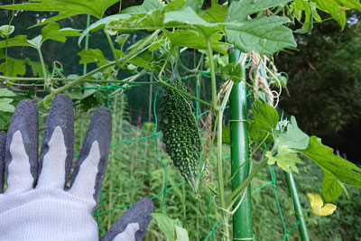 7月下旬のゴーヤの実