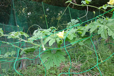 ミニミニゴーヤ