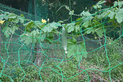 ゴーヤのツルと実