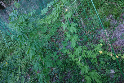 ゴーヤの栽培風景