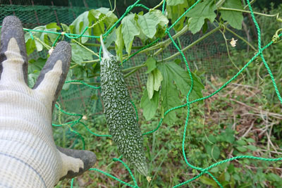 小さめのゴーヤの実