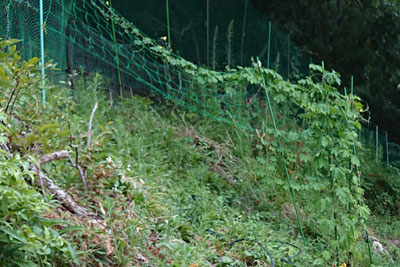 8月上旬のゴーヤネット