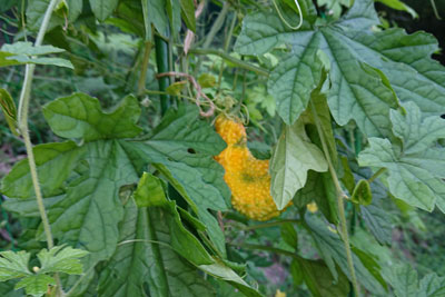 黄色いゴーヤ