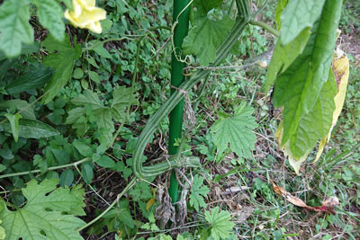 うねったゴーヤの茎